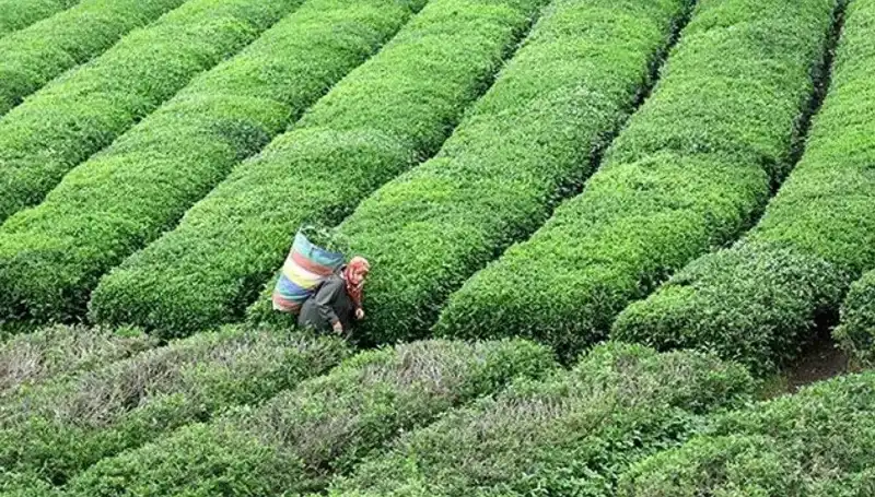 ÇAYKUR Bayramda da Yaş Çay Alımına Devam Ediyor: Çiftçilere Destek!