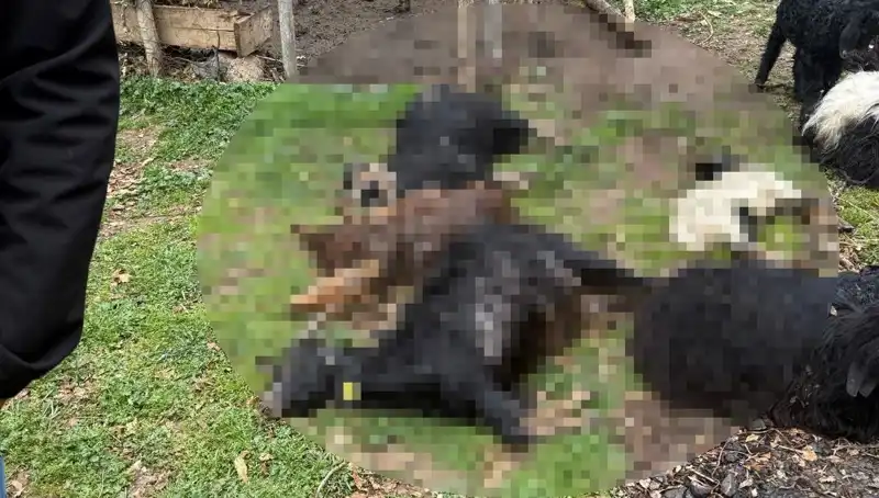 Sahipsiz Köpeklerin 18 Keçiyi Telef Etmesi Olayı: Kimler Sorumlu?