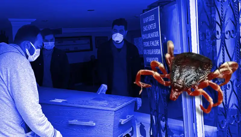 İstanbul’daki Keneler Zararsız, Sağlık Açısından Tehlike Oluşturmuyor