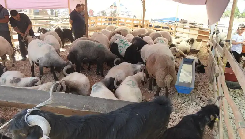 Kurban Bayramı'nda Hayvan Pazarları Canlılığını Koruyor: Fiyatlar ve Tercihler