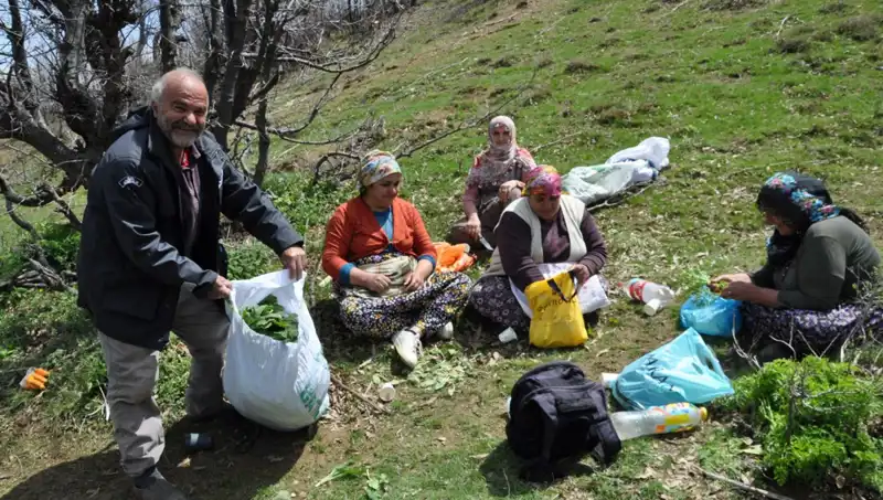 Dağlarda Beş Saat Yürüyüşle Elde Edilen Kilosu 250 Lira Olan Ürün