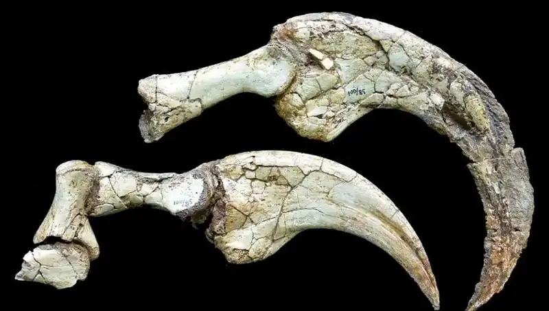 Gobi Çölü’nde Dinozor Sürprizi: Bilim Dünyasını Sarsan Yeni Tür Keşfedildi!