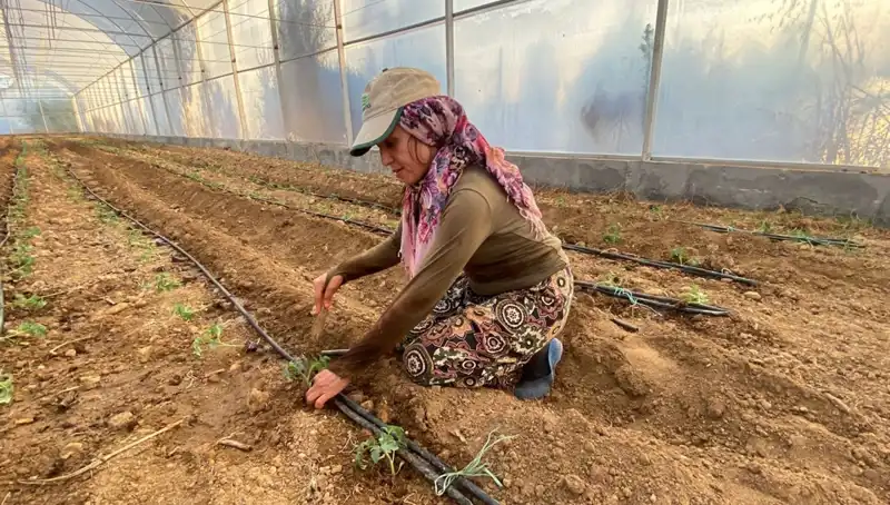 Tarımda Devrim: Fideler Toprakla Buluştu, Çiftçiler Günde 6 Saat Çalışıyor!